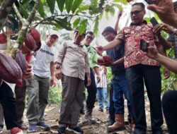 Ketua DPRD Sulut dan Bupati Bolmong Tinjau Kebun Kakao di Desa Bakan