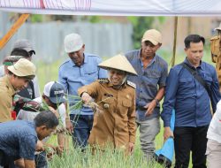 Wali Kota Kotamobagu Hadiri Panen Raya Bawang Merah di Pobundayan