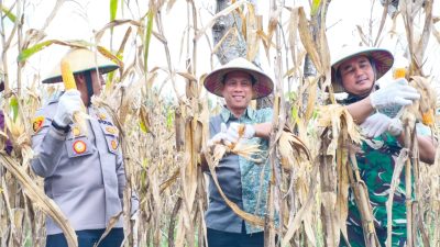 Dukung Swasembada Pangan Nasional, Pemkot Kotamobagu Gelar Panen Raya Jagung