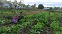 Dukung Program Presiden Probowo Soal Ketahanan Pangan,  Bhabinkamtibmas Waplau Hadir di Tengah Petani Pulau Buru
