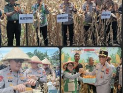 Wakapolda Sulut Pimpin Panen Raya Jagung Kuartal IV Tahun 2025 di Manembo-nembo Bitung
