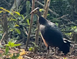 Di Lereng Sunyi Gunung Klabat, Sepasang Maleo Muncul: Isyarat Alam yang Minta Dijaga
